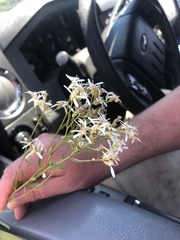 Sericocarpus linifolius