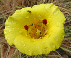 Calochortus luteus