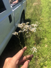 Sericocarpus linifolius