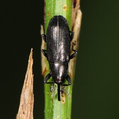 Cylindridia prolixa