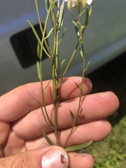 Sericocarpus linifolius