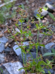 Galium bolanderi
