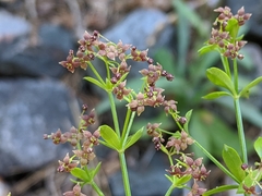 Galium bolanderi
