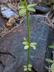 Galium bolanderi