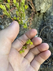 Sedum debile
