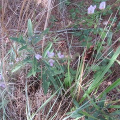 Desmodium sessilifolium