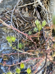 Sedum debile