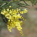 Brisbane Wattle - Photo (c) Ted Johansen, some rights reserved (CC BY-NC), uploaded by Ted Johansen