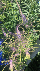 Veroniceae
