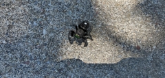 Phidippus audax