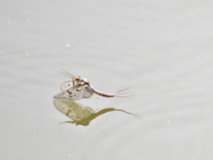 Ephemera simulans