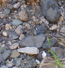 Aspidoscelis tesselatus