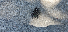 Phidippus audax