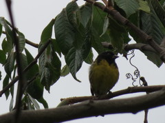 Spinus xanthogastrus