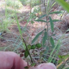 Desmodium sessilifolium