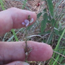 Desmodium sessilifolium