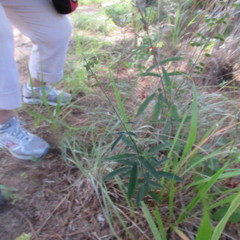 Desmodium sessilifolium