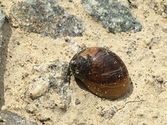 Novisuccinea strigata