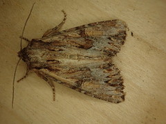 Apamea antennata