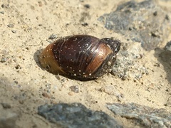 Novisuccinea strigata