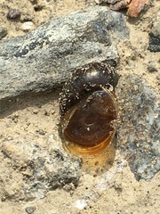 Novisuccinea strigata