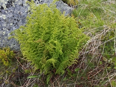 Athyrium distentifolium