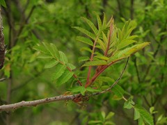 Rhus × borealis