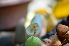 Ptecticus trivittatus