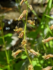 Tolmiea diplomenziesii