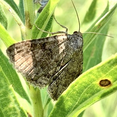 Matigramma pulverilinea