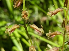 Tolmiea diplomenziesii