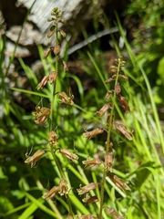 Tolmiea diplomenziesii