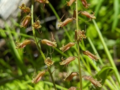 Tolmiea diplomenziesii
