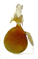 Eupithecia russeliata