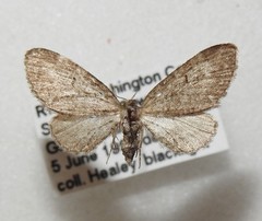 Eupithecia russeliata