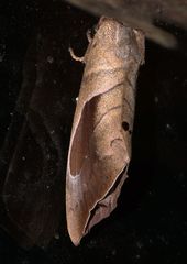 Paralebeda plagifera