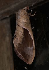 Paralebeda plagifera