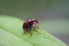Himatolabus pubescens