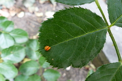 Phragmidium tuberculatum
