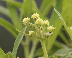 Verbesina walteri