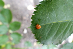Phragmidium tuberculatum