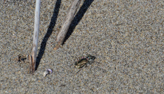 Cicindela bellissima