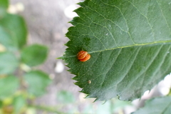 Phragmidium tuberculatum