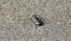 Cicindela bellissima