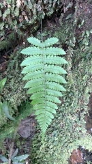 Arthropteris monocarpa