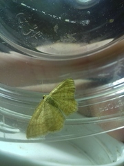 Idaea rufaria