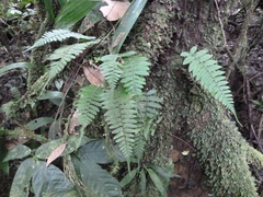 Arthropteris monocarpa