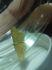 Idaea rufaria