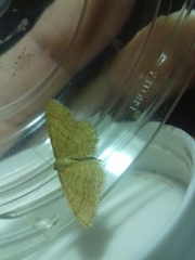 Idaea rufaria