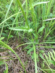 Packera schweinitziana